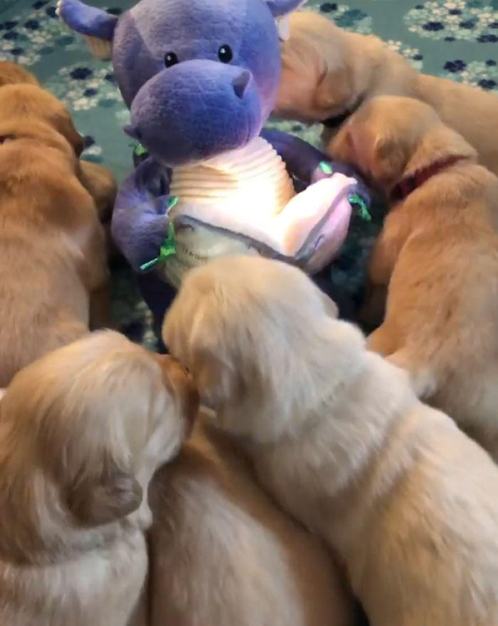 A Litter Of 4-Week-Old Goldies Get Mesmerized By A Dragon Reading Them A Bedtime Story