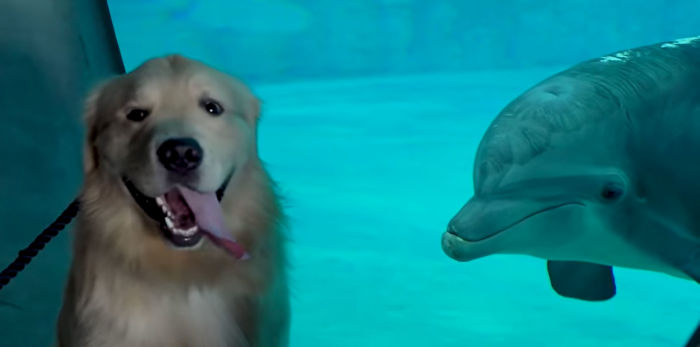 After A Video Chat With A Rescued Dolphin, This Golden Retriever Got A Chance To Meet Her In Real Life