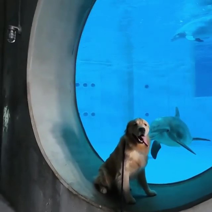 After A Video Chat With A Rescued Dolphin, This Golden Retriever Got A Chance To Meet Her In Real Life