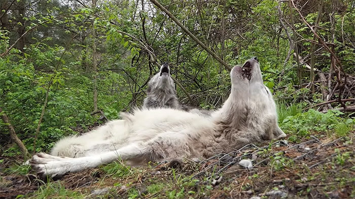 These 2 Wolves Went Viral For Being So Lazy That They Howl While Lying Down