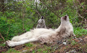 These 2 Wolves Went Viral For Being So Lazy That They Howl While Lying Down