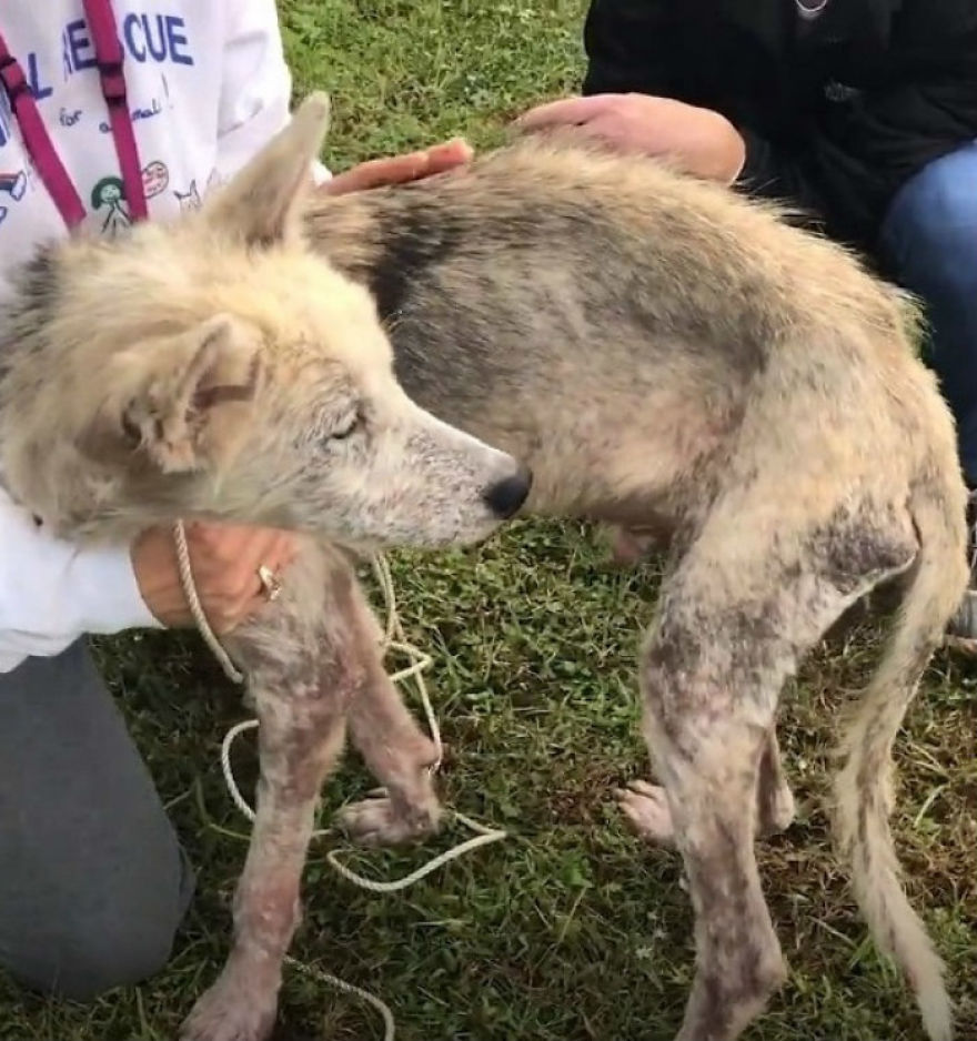 Cruel Man Starves Husky As Revenge On His Wife That Divorced Him, The Dog Undergoes Amazing Transformation After Being Rescued