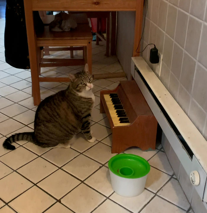 Cat Plays On A Tiny Piano To Inform His Owner When He’s Hungry