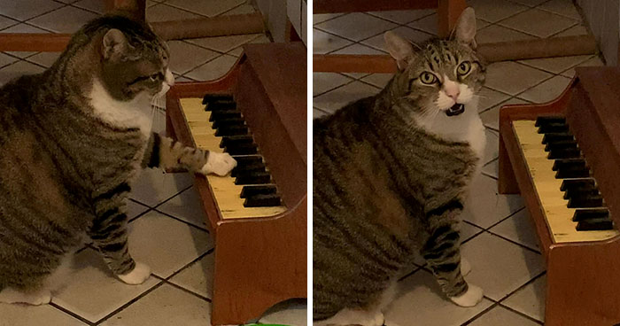 Cat Plays On A Tiny Piano To Inform His Owner When He’s Hungry