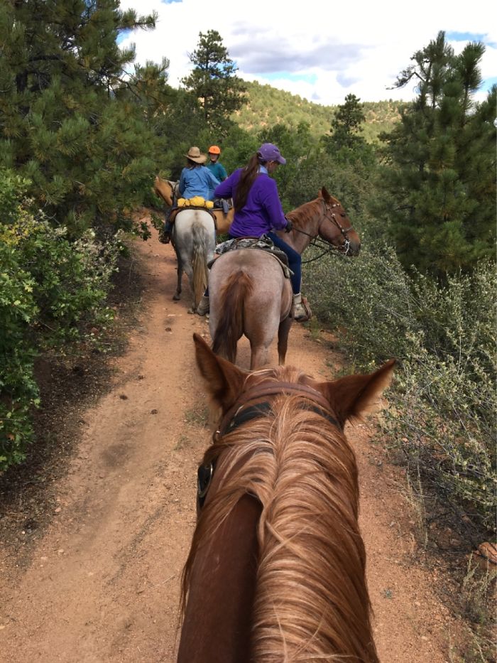 Trail Riding. What Could Be Better Than Experiencing Nature On Horseback?