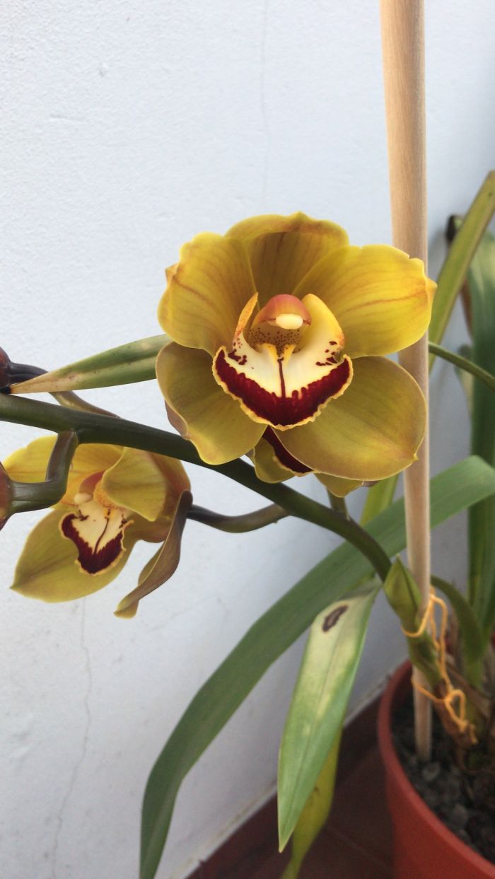 My Orchids Are Blossoming!