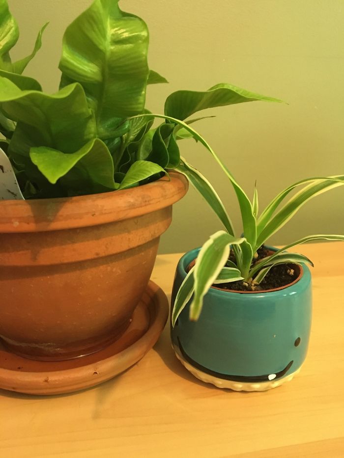 This Is My Japanese Asplenium Nidus Fern (Ivy) And My Mini Spider Plant (Edward) Ówò