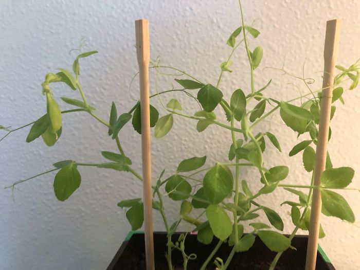 My Pea Plant Has A Few Pods Growing And Has Firmly Held On To One Of The Chopsticks
