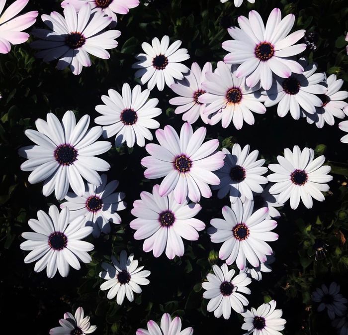 Osteospermum Or River Daisys They Can Be A Variety Of Colors From Purple, Pink, Yellow Or White