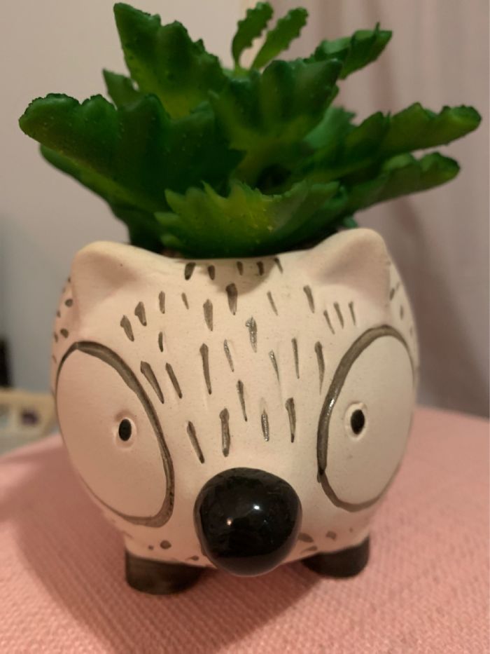 Remember Evan? Well This Is Wilson His Friend But He Is A Fake Plant, We Don’t Tell Him This