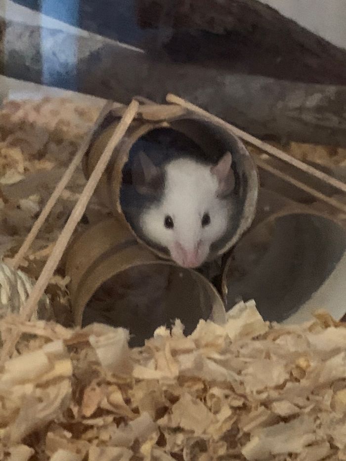 My Mouse Rosie Is Just Chilling In Her Tube