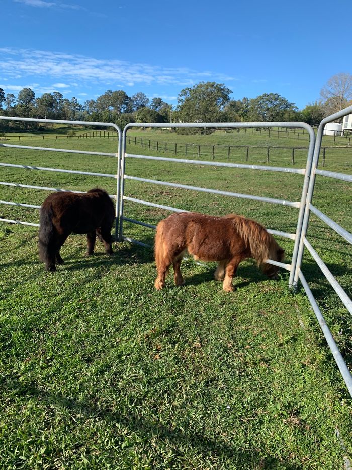 The Shetland Ponies We Rescued From The Rspca (Bella And Yogi