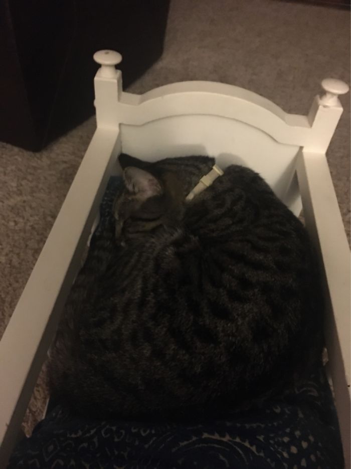 My Cat Will Only Sleep In This Bed