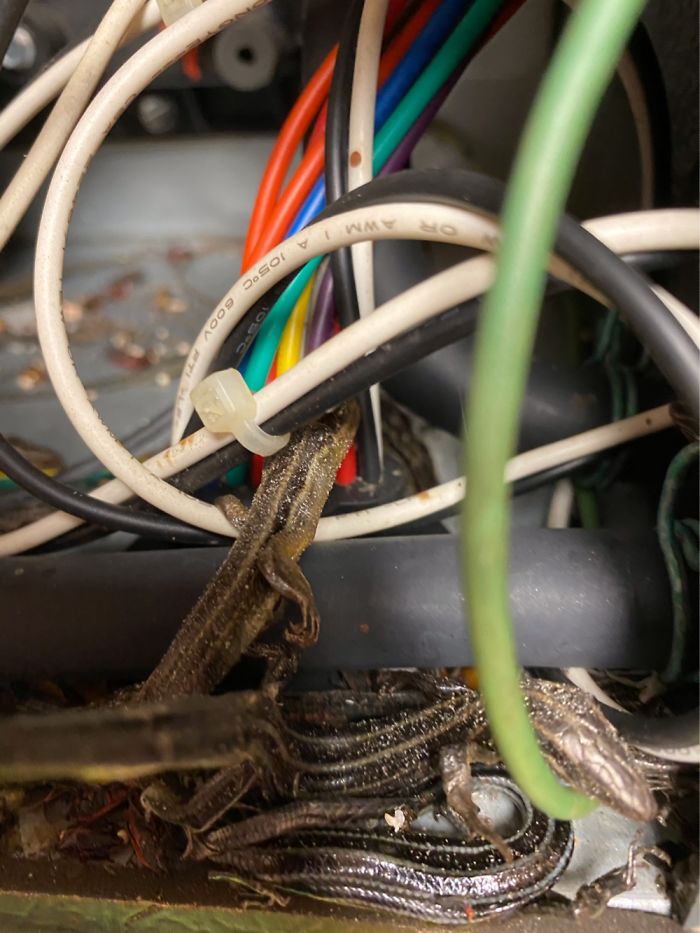 The 20 Dedicated Skinks (Lizards) The Hvac Tech Found In Our System.