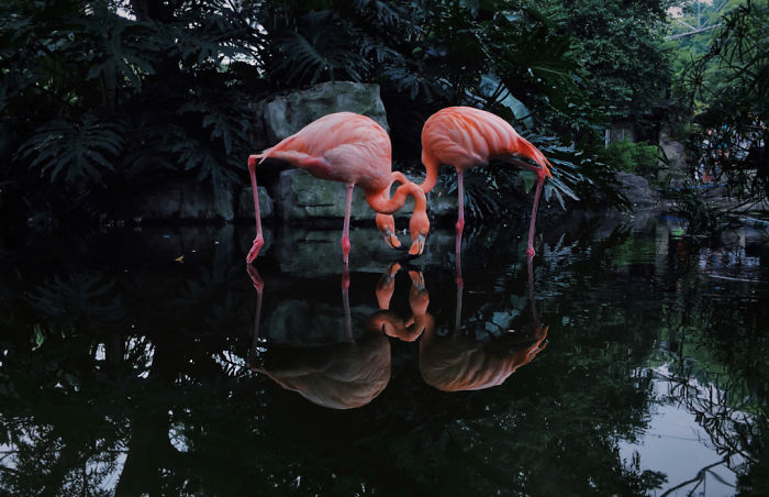 Animals: Second Place, 'Flamingos', By Ji Li