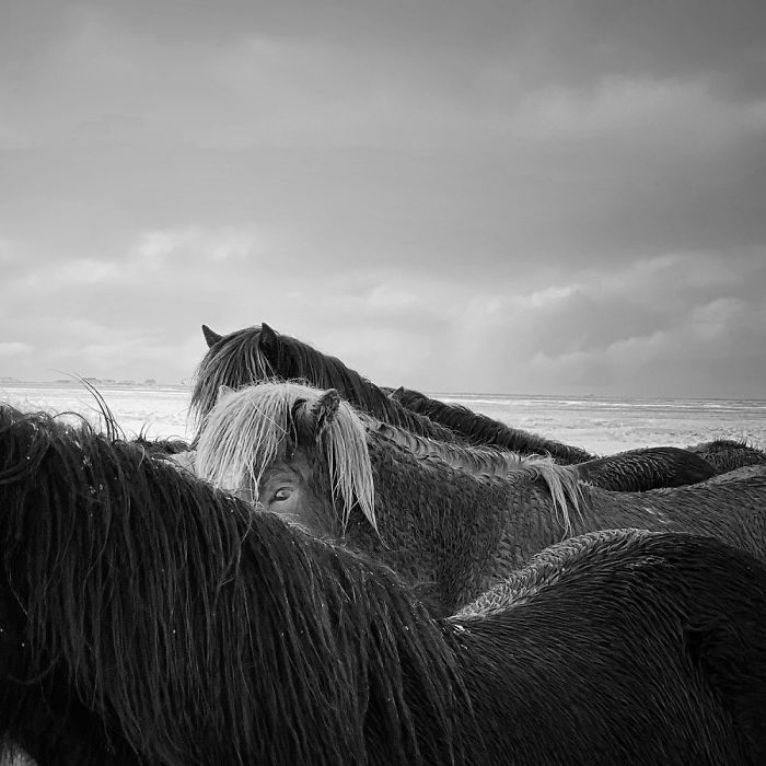 Animals: First Place, 'Horses In The Storm', Iceland, By Xiaojun Zhang
