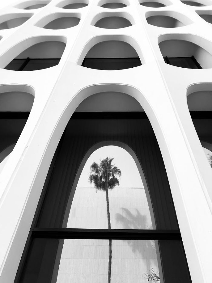 Architecture: Second Place, 'Palm Tree Series #5', Los Angeles, California By Emilia Kashfian