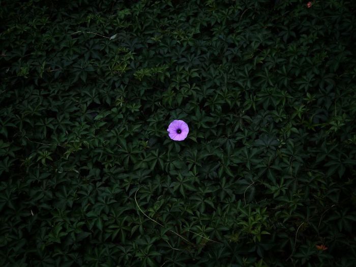 Floral: First Place, 'Lonely Morning Glory', Shenzhen, China By Peiquan Li