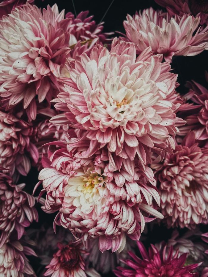 Floral: Second Place, 'Chrysanthemum', Zhongshan, China By Chikeung Poon