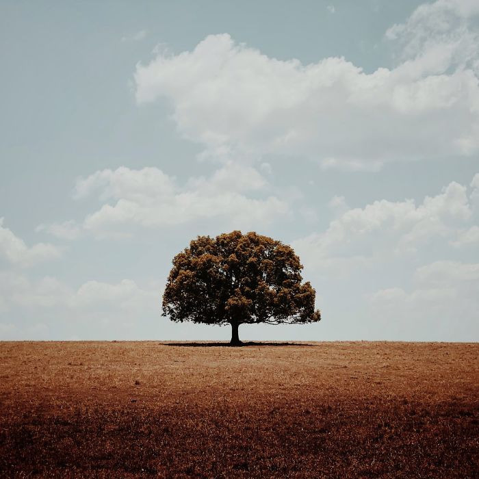 Trees: First Place, 'Alone', Queensland, Australia By Glenn Homann
