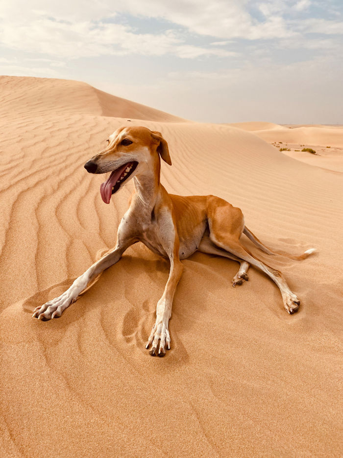 Animals: Third Place, 'The Empty Quarter', United Arab Emirates, By Anna Aiko