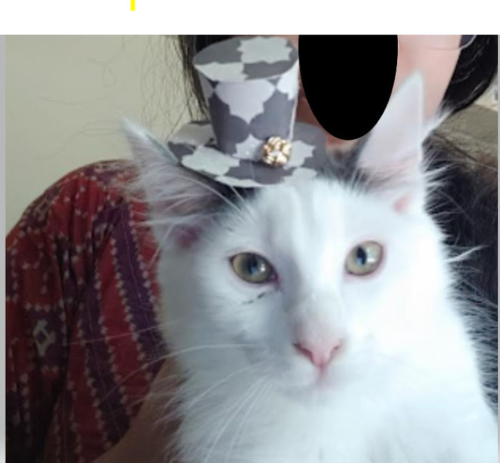 I Have Started A New Hobby Of Making My Cats Hats