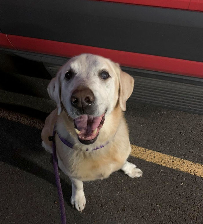 Cruel Owner Leads Tail-Wagging Senior Labrador Into The Woods, Abandons Him, And Drives Off In Her Tesla