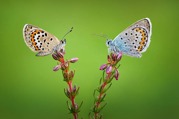 Highly Commended, 'Silver-Studded Blues On Heather' By Qasim Syed
