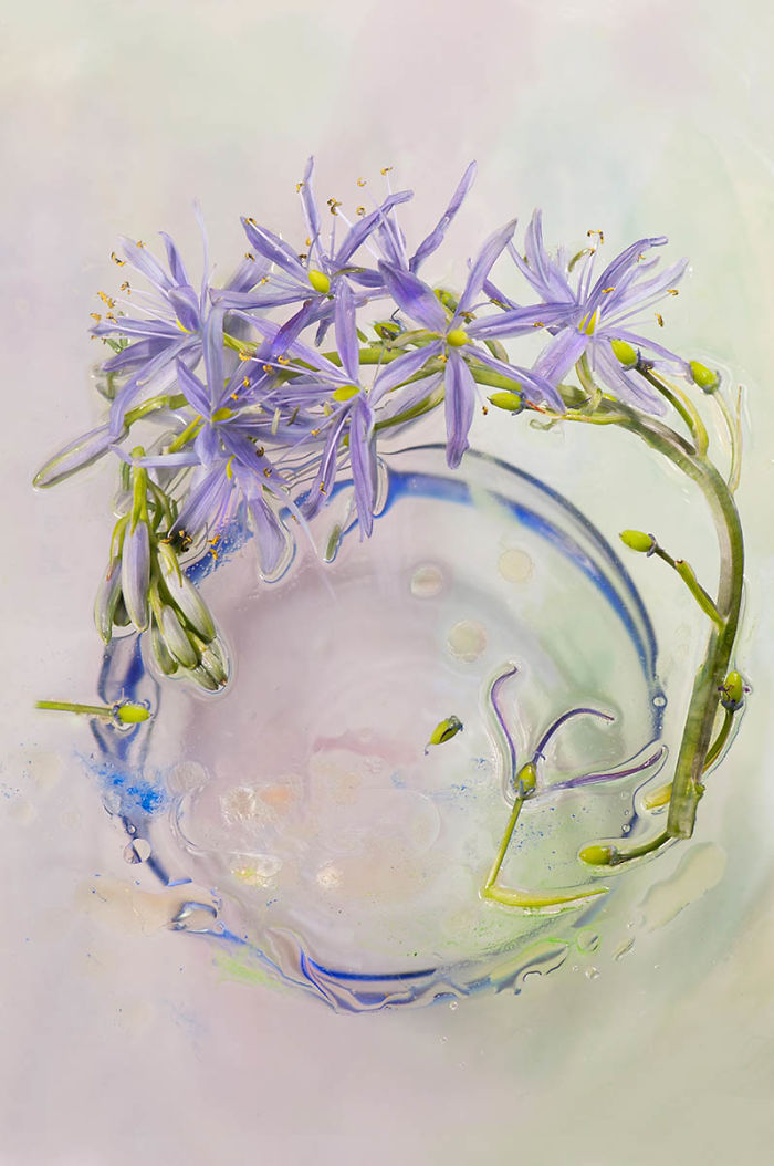 Highly Commended, 'Camassia After The Rain' By Marie Phelan