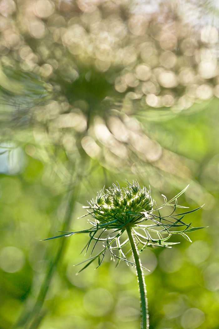 Highly Commended, 'Wild Carrot Flowers In The Late Afternoon' By Rachele Z. Cecchini