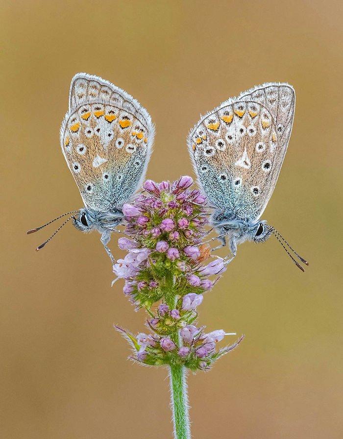 Highly Commended, 'Common Blues On Apple Mint' By Tony North