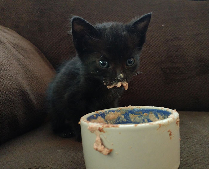 Our Foster Kitten, Blue, Is A Messy Eater. We Love Her Anyway