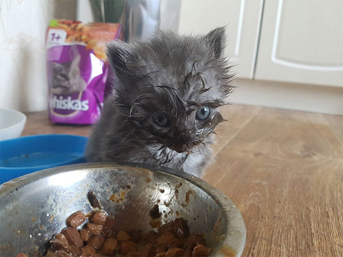 First Time Eating Wet Food