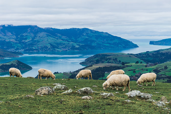 I Traveled To New Zealand And Captured Its Unique Landscapes And Nature (38 Pics)