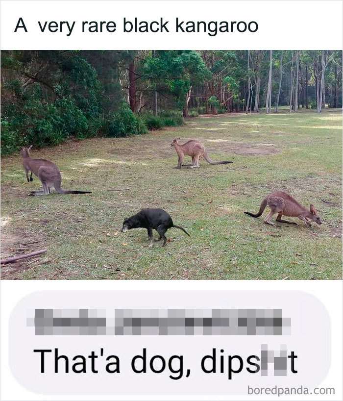 A Very Rare Black Kangaroo