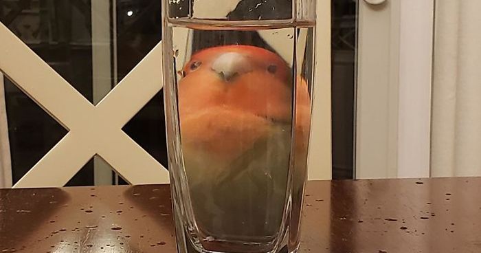 People Are Sharing Hilarious Distorted Pictures Of Animals Through Glasses (20 Pics)