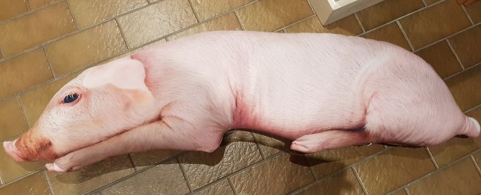 My Pig Side Sleeper Pillow