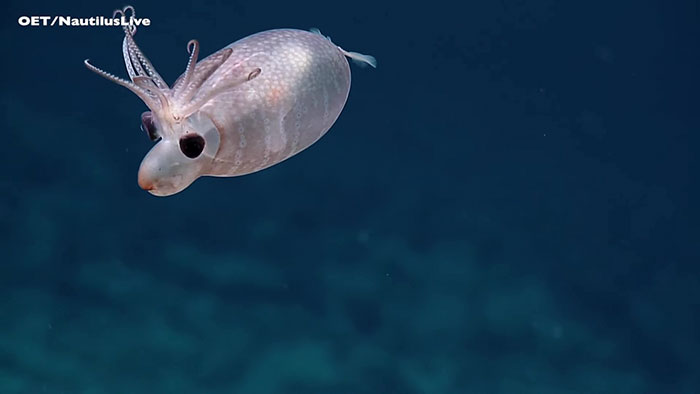 Rare Encounter With Piglet Squid Leaves Deep Sea Explorers Speechless