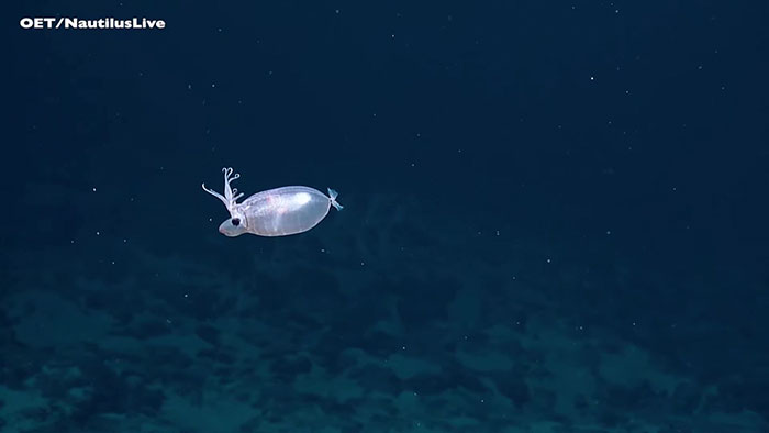 Rare Encounter With Piglet Squid Leaves Deep Sea Explorers Speechless