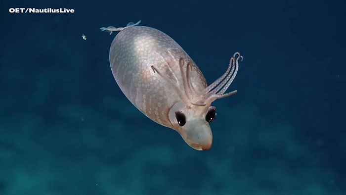 Rare Encounter With Piglet Squid Leaves Deep Sea Explorers Speechless |  Bored Panda