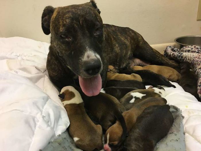 Woman Finds A Dehydrated And Malnourished Pregnant Stray, Takes Care Of Her Until She Gives Birth To 15 Puppies
