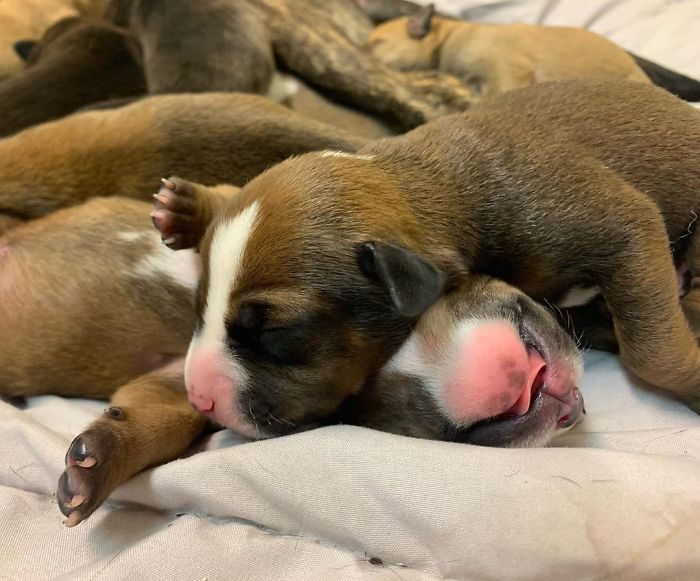 Woman Finds A Dehydrated And Malnourished Pregnant Stray, Takes Care Of Her Until She Gives Birth To 15 Puppies