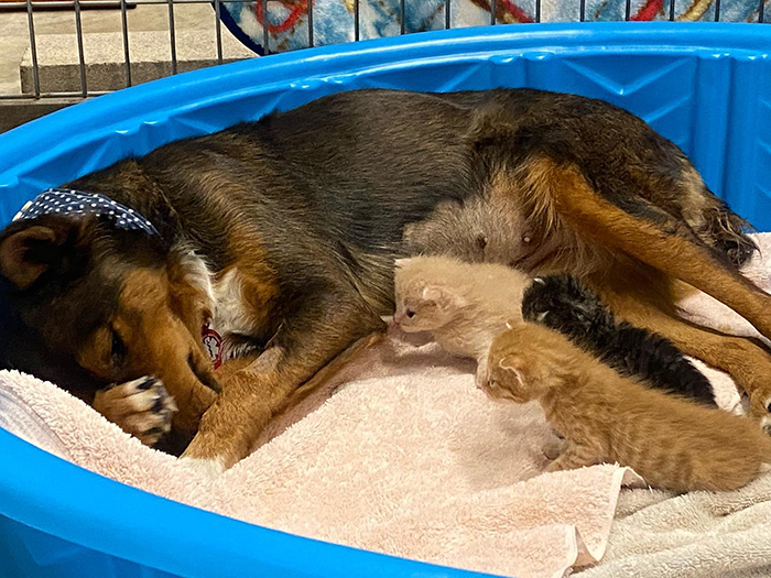 Rescue Dog Becomes A Mom To 3 Orphaned Kittens After Losing Her Own Litter  Of Puppies | Bored Panda