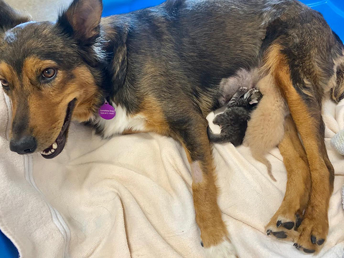 Rescue Dog Becomes A Mom To 3 Orphaned Kittens After Losing Her Own Litter Of Puppies