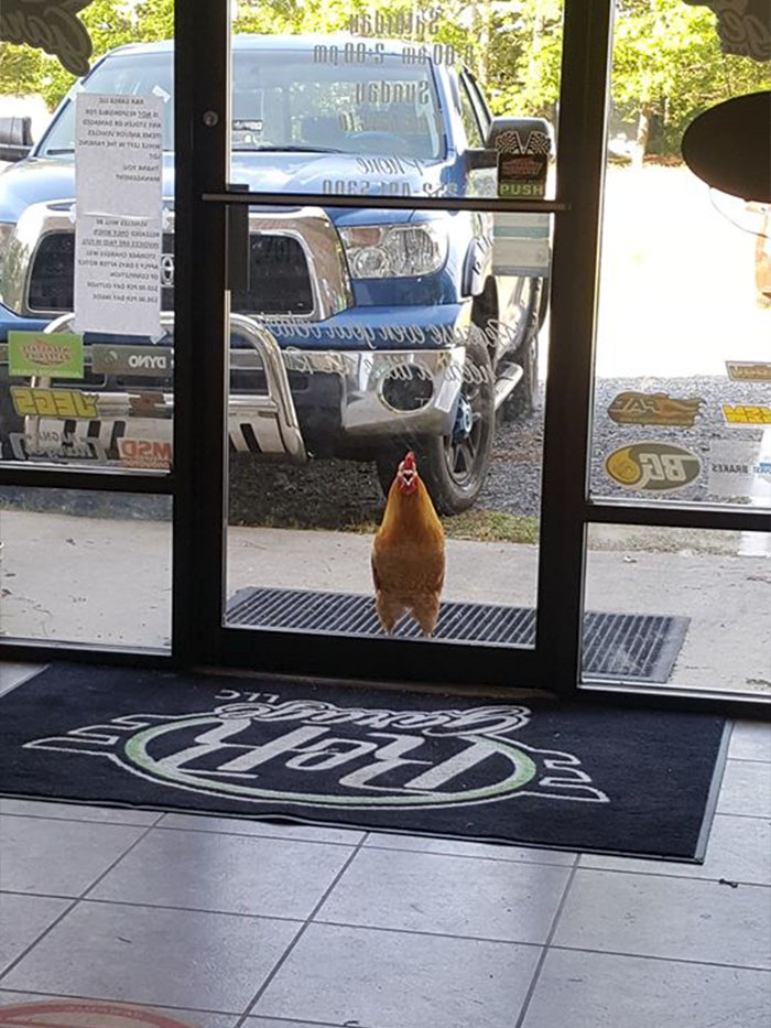Abandoned Rooster Randomly Shows Up At Auto Shop And Decides He "Works" Here Now