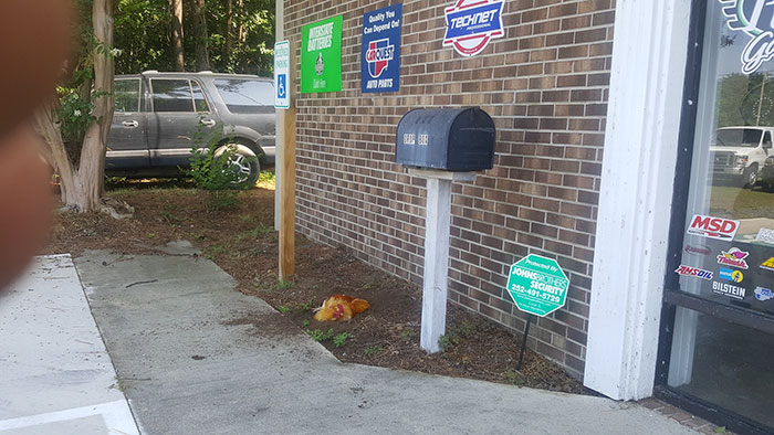 Abandoned Rooster Randomly Shows Up At Auto Shop And Decides He "Works" Here Now