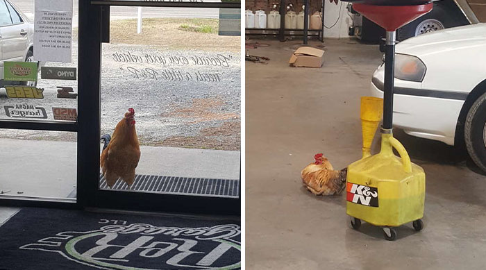 Abandoned Rooster Randomly Shows Up At Auto Shop And Decides He “Works” Here Now