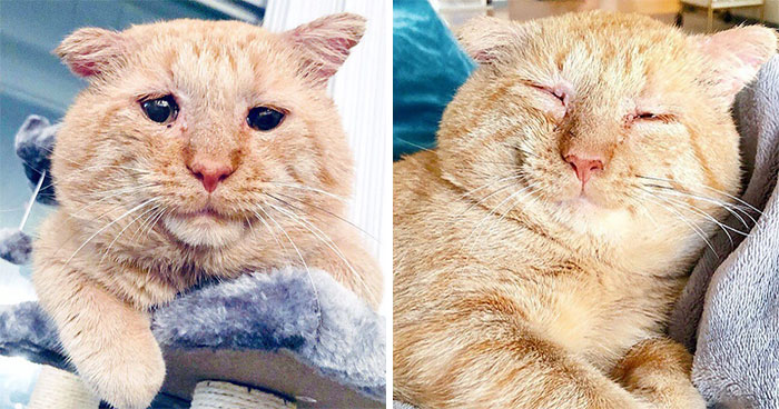 After Convincing Landlord, Woman Brings The Saddest Stray Cat Home, A Year Later, He’s Unrecognizable