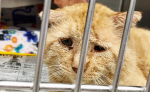 After Convincing Landlord, Woman Brings The Saddest Stray Cat Home, A Year Later, He’s Unrecognizable