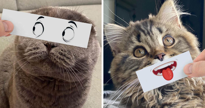 Guy Puts 20 Face Cutouts Over His Cats To Give Them Random Emotions